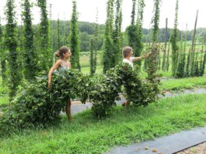 two women carrying hop bines from the hop yard