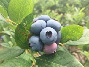 Cover photo for Blueberry Insect Monitoring Report, 9 June 2017