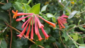 Cover photo for Annuals, Perennials & Vines - 6 Week, Online, Non-Credit, Plant ID Class Begins July 9th, 2018