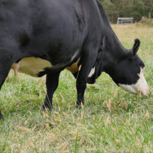 cow grazing