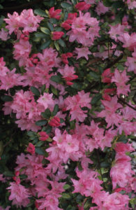 Azalea