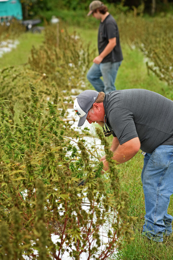 WNC Hemp Growers Meeting | N.C. Cooperative Extension