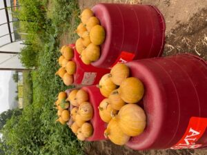Cherokee Tan pumpkins gathered in field