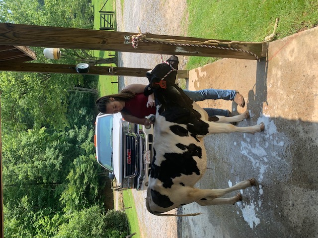 Girl caring for dairy steer 