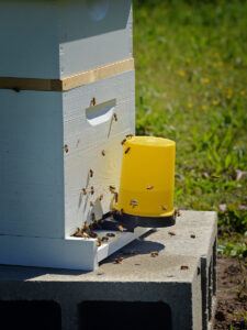 Beehive with honey bees