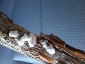 Cover photo for Cottony Scale on Blueberry