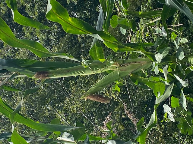 Photo of extra large corn stalk