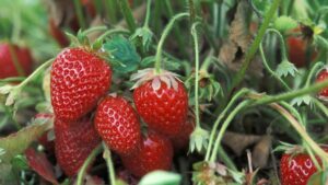 Strawberries Growing