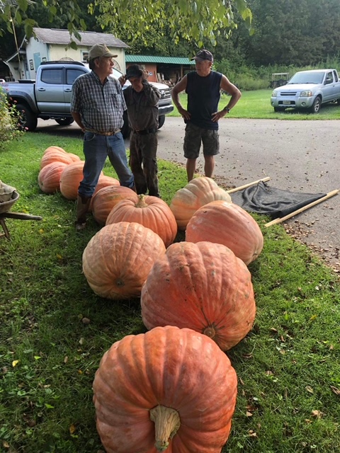 Volunteers stand beside a group of giant pumpkins that will be delivered to various businesses